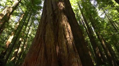 Giants Kurucuları Tree Humboldt California 'nın Redwood Bulvarı.