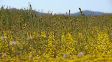 Carrizo Plain Goldfields ve Fiddlenecks Çiçekleri Süper Bloom California ABD