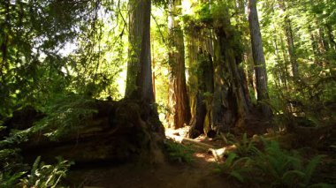 Yağmur ormanlarındaki Redwood Ulusal Parkı Güneş Işığı California Prairie Creek ABD Dünya Mirası Alanı
