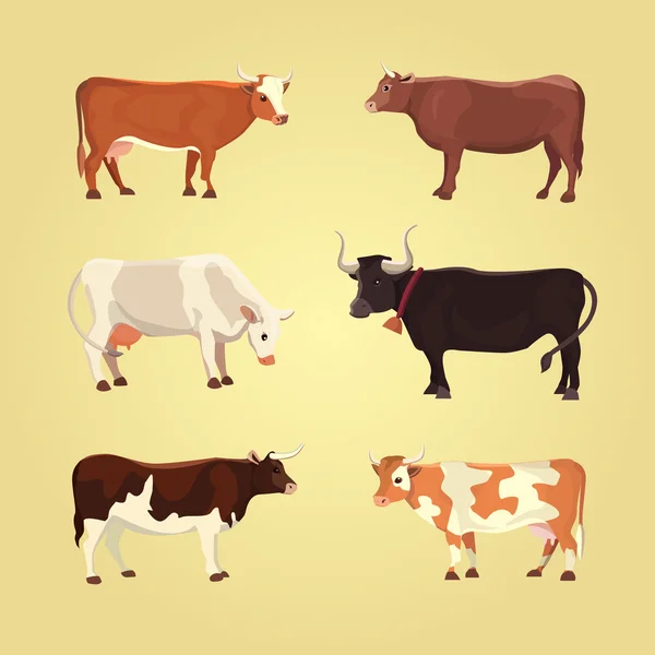 Conjunto de vacas diferentes, isoladas. Ilustração vetorial. Eps 10 . — Vetor de Stock