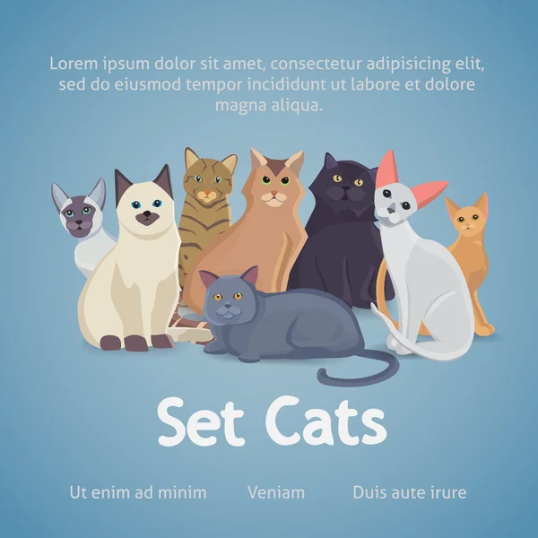 Farklı cins kediler topluluğu. Set kediler