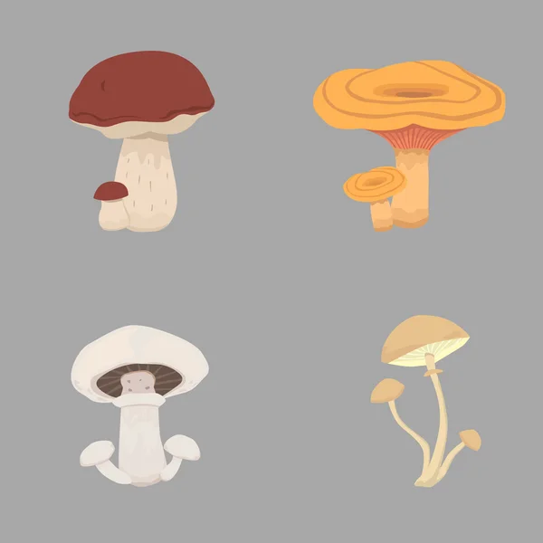 Diferentes tipos de cogumelos. conjunto cogumelo vetor ilustração — Vetor de Stock