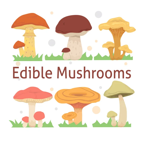 Conjunto de cogumelos comestíveis ilustração vetorial. diferentes tipos de cogumelos — Vetor de Stock