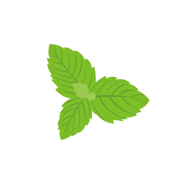 Feuilles de menthe fraîche vectorielles sur fond blanc — Image vectorielle