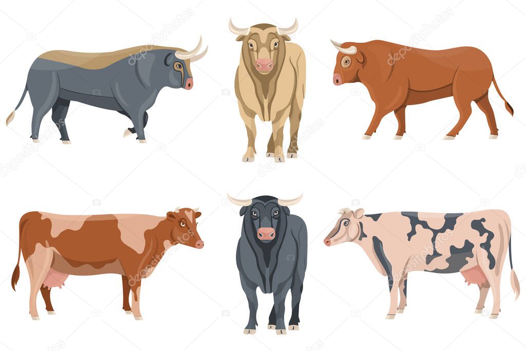 Set bulls and cows vector. Bull silhouettes Collection in various poses illustration of animal.
