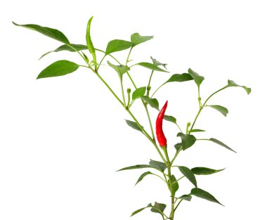 Şube kırmızı ve yeşil biber