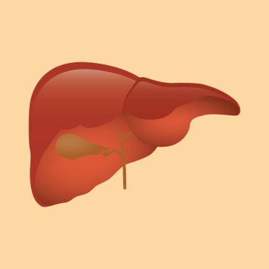 karaciğer yalıtılmış nesne turuncu arka plan vektör