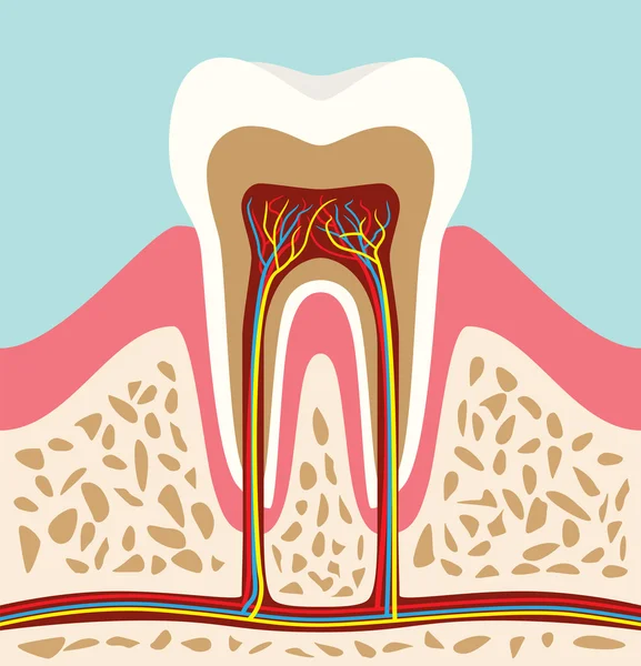 Zellstruktur der Zähne Anatomie mit flachem Stil — Stockvektor