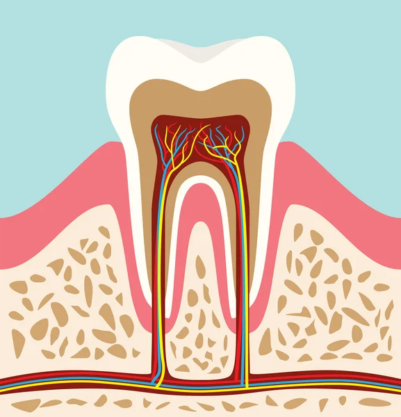 Fogak fogak sejt szerkezete anatómia a lapos stílusú — Stock Vector