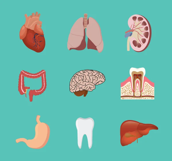 Menschliche Anatomie Organ Herz Longe Niere Gehirn Zahn Magenleber Vektorgrafik — Stockvektor