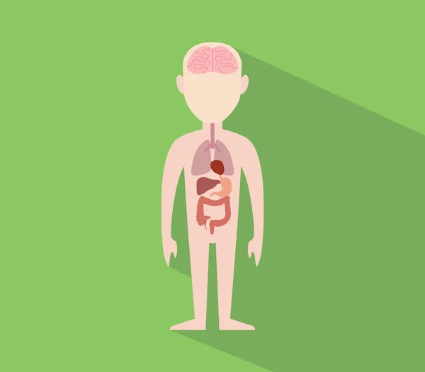 Människans anatomi inre organ platt vektorbild — Stock vektor