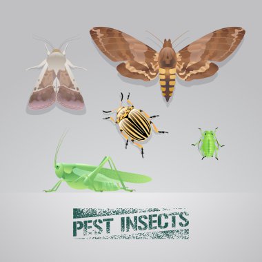 Set of pest insects vector realistic illustration