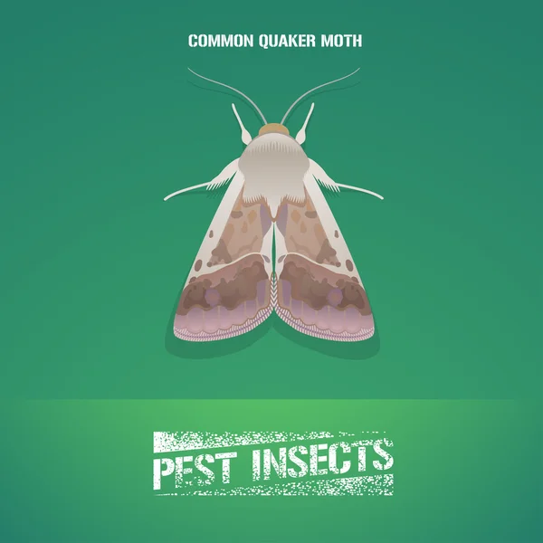 Realistic vector illustration of insect Noctuidae, common quaker moth — стоковий вектор