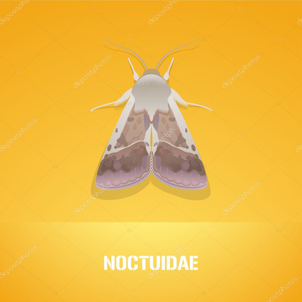 夜蛾科vector Art Stock Images Depositphotos