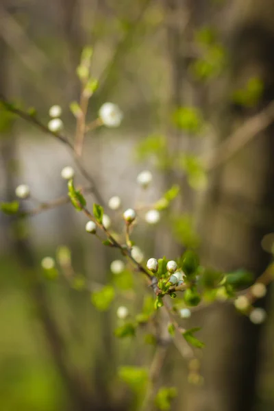 Spring ia tha park. Branch of blossoming apple tree with green leaves and buds on the back of the green benches — Stock Photo, Image