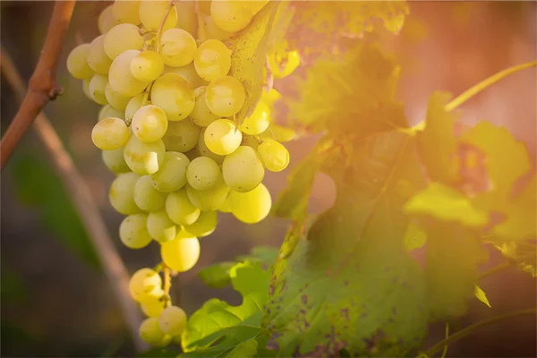 Куча белого винограда на ветке среди зеленых листьев в лучах заходящего солнца. вкусный урожай — стоковое фото