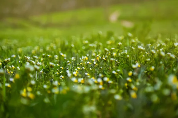 Весной. Первая весенняя зелень и цветы. Весенний луг. Зеленые поля. Зеленый луг с маленькими белыми и желтыми цветами. Свежая весенняя трава. Весенний фон. Весенние цветы — стоковое фото