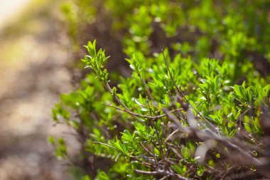 Parkta bahar. Yeşil çalılar. Taze sulu Yeşiller. İlk yeşil. Bahar Parkı. Yemyeşil yeşil çalılar