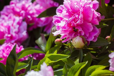 İçinde bir bumblebee ile kırmızı kokulu şakayık çiçeklenme. Şakayık 