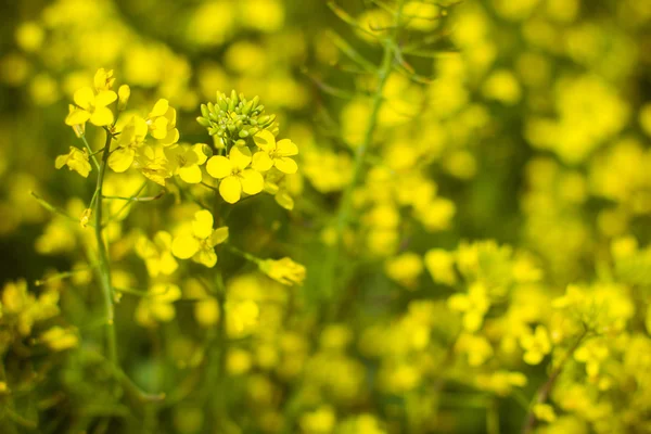 Primavera. Paisaje primavera. Primavera. Campo amarillo del canol floreciente —  Fotos de Stock