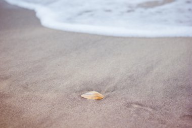 Arka plan dalgalar bir kumlu plajda deniz kabuğu. Deniz köpüğü