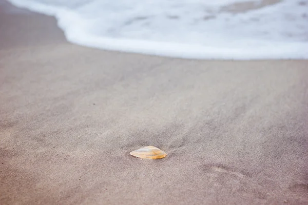 在背景波涛中的沙滩上的贝壳。海泡 — 图库照片