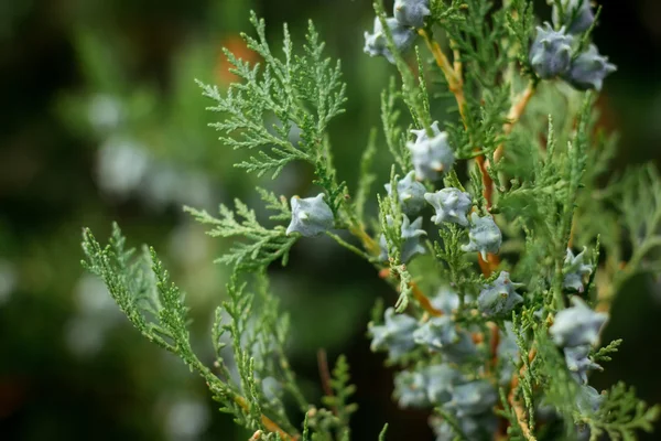 녹색 침 엽 수 Thuja 녹색 배경에 손잡이 — 스톡 사진