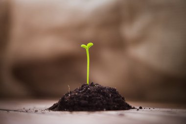 Bir avuç toprakla bir genç yeşil sürgünler mandalina ağacı ahşap bir masa üzerinde. Narenciye ağaçları filizlenir. Tohum çimlenme. Boş alanı. Arka plan. Dünya günü