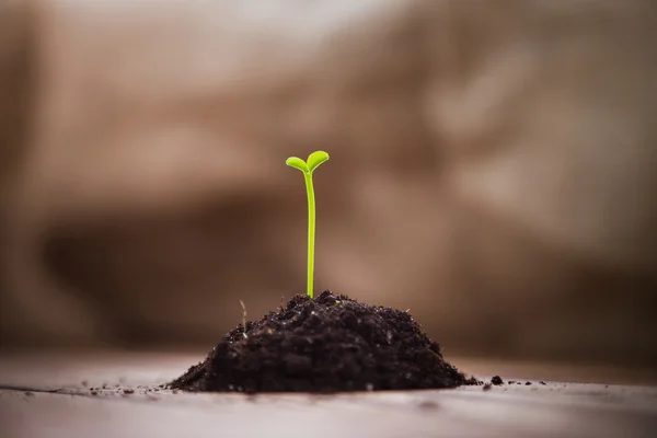 Un puñado de tierra con un joven árbol de mandarina brotes verdes en una mesa de madera. Brotes de cítricos. Germinando semillas. Espacio vacío. Antecedentes Día de la Tierra — Foto de Stock