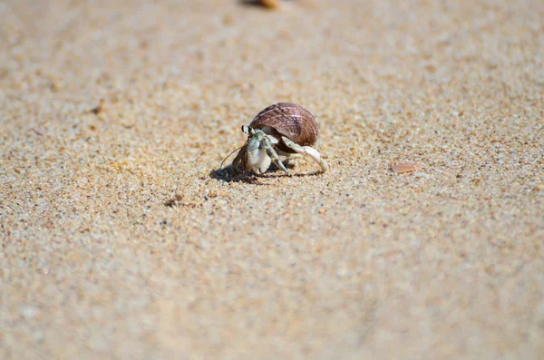 Krab v písku — Stock fotografie