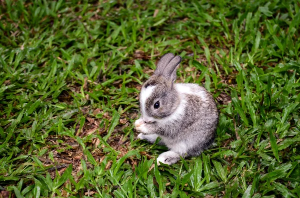 Gray and white rabbit on the grass — Stock Photo, Image