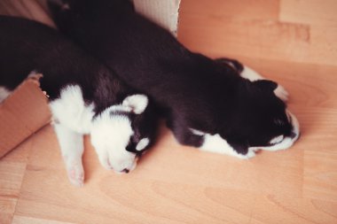 İki yavru Sibirya Husky 'si. Köpekler evin zemininde uyuyor. Küçük yavrular..