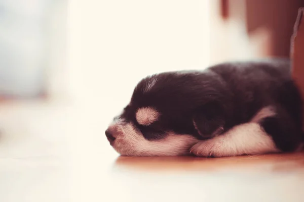 Very Beautiful Little Puppy Siberian Husky Sleeping Floor — Stock Photo, Image