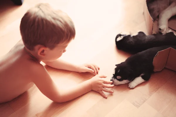 Baby Jongen Speelt Met Een Zeer Mooie Husky Puppy Thuis — Stockfoto
