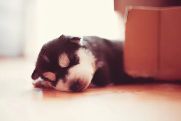 Very Beautiful Little Puppy Siberian Husky Sleeping Floor — Stock Photo, Image