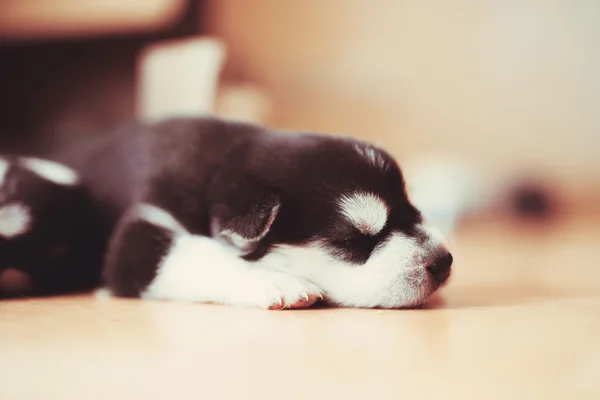 Very Beautiful Little Puppy Siberian Husky Sleeping Floor — Stock Photo, Image