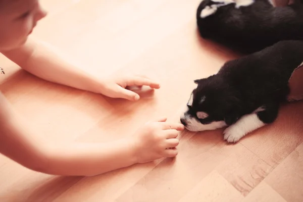 Baby Boy Plays Very Beautiful Husky Puppy Home — Stock Photo, Image