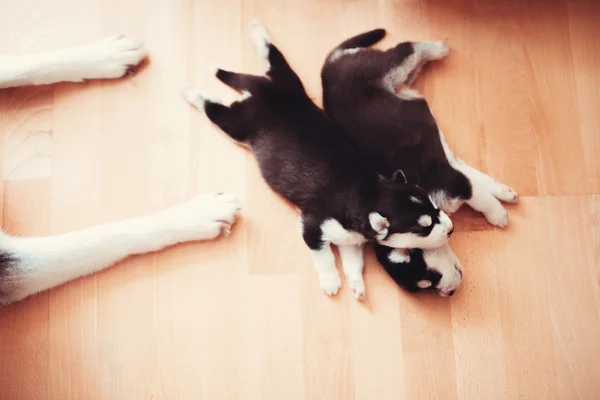 Deux Chiots Husky Sibérien Des Chiens Qui Dorment Sur Sol — Photo