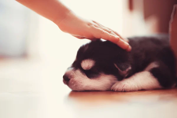 Menino Brinca Com Filhote Cachorro Muito Bonito Husky Casa — Fotografia de Stock