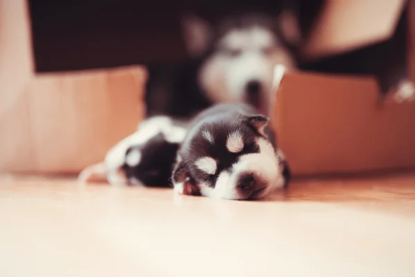 Yavru Sibirya Husky Köpekler Evin Zemininde Uyuyor Küçük Yavrular — Stok fotoğraf
