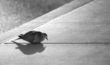 Dove on the Cold Sidewalk clipart