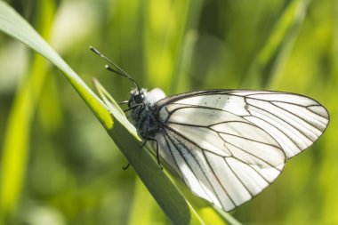 Beyaz lahana kelebek yeşil yaprak üzerinde oturan