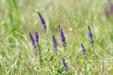 Vahşi çiçeklerin arka planı