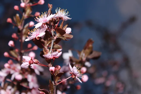 Mazzo di fiori rosa — Foto Stock