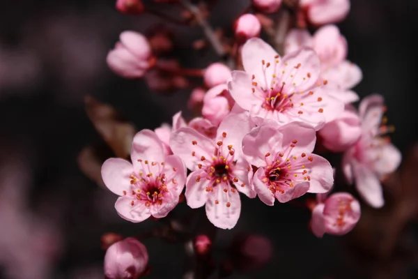 Bund rosa Blumen — Stockfoto