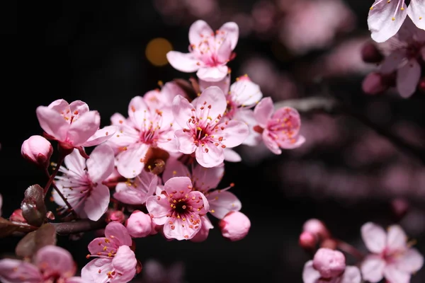 Erstaunliche rosa Blüten — Stockfoto