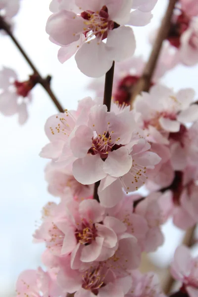 Primo piano mazzo di fiori rosa — Foto Stock