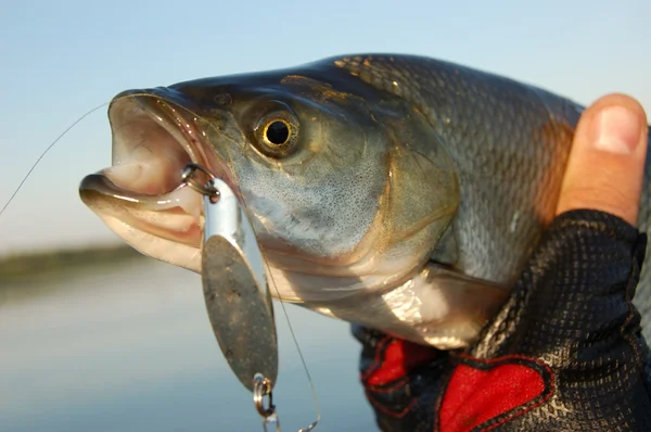 Pesca de aspa de río — Foto de Stock