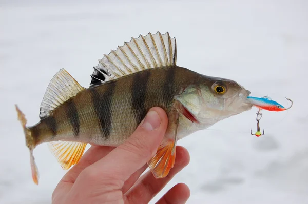 Zimní rybaření candát — Stock fotografie