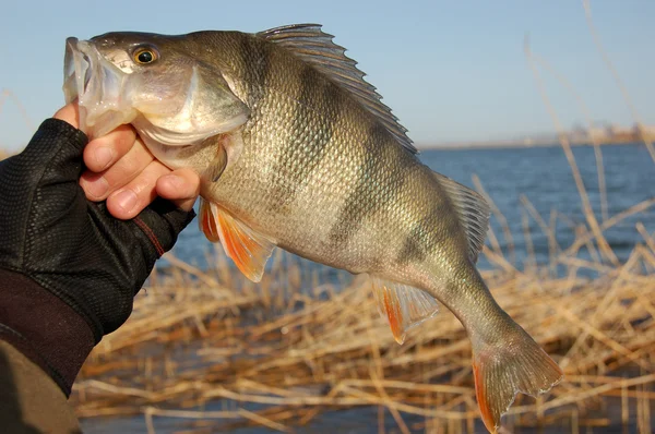 Kış levrek Balık tutma — Stok fotoğraf
